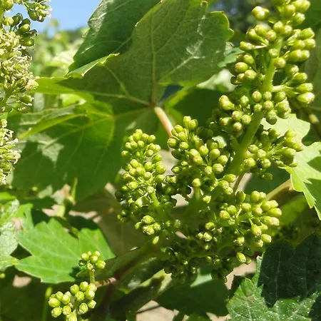 Bed and breakfast Haus Sundl - 3*