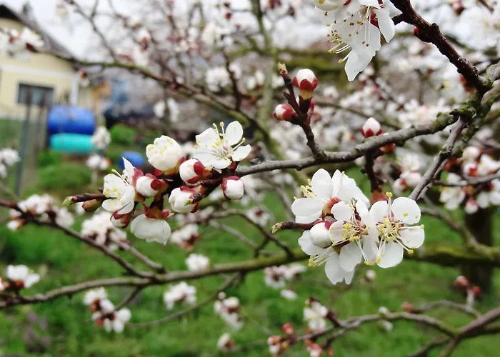 Nocleg ze śniadaniem Haus Sundl -