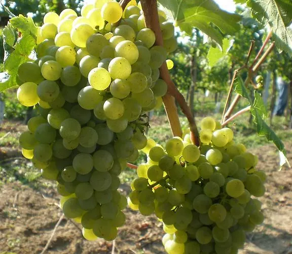 Nocleg ze śniadaniem Haus Sundl - Emmersdorf an der Donau